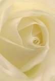 This image draws you into the serene heart of a freshly opened cream-white rose, as if you're standing in a Bankside florist shop, surrounded by the gentle hum of local life. The petals spiral inward with a lush, silky texture, their near-translucent edges glowing in the soft Bankside daylight. Subtle shadows curl between overlapping layers, creating a tranquil play of light and shade that echoes the calm atmosphere of the riverside neighbourhood. The bloom exudes peaceful elegance, the kind that complements both personal milestones and moments of solace-marking new beginnings, expressing sympathy, or conveying admiration. There's a whisper of clean, powdery fragrance that seems to drift naturally from the image, inviting contemplation and quiet joy. Every detail, from the flawless arrange­ment of each petal to the creamy hues reflecting the overcast London sky, captures not just the flower, but also the care and artistry of local florists who understand how to compose a bouquet that truly resonates with the spirit of Bankside.